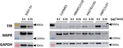 Transferrin receptor-targeting property of pabinafusp alfa facilitates its uptake by various types of human brain-derived cells in vitro